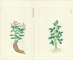 金石昆虫草木状