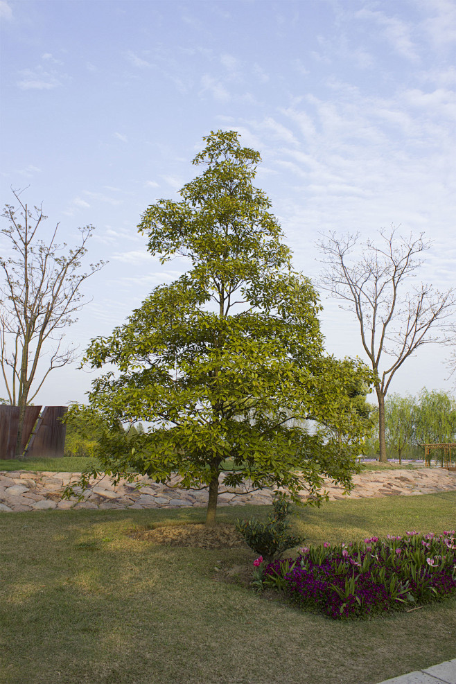 闽楠Phoebe bournei(Hemsi