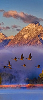 Canadian geese on dawn flight over the Snake River in the Grand Tetons of Wyoming • photo: Mark Lissick on 500px