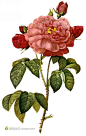 大师手绘玫瑰花精美插图