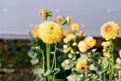 万寿菊(万寿菊，墨西哥万寿菊，阿兹特克万寿菊，非洲万寿菊)夏天在花园里开花。这是一种喜爱阳光的植物，