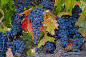 Cabernet grapes and changing leaves