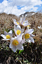 春白头翁（pulsatilla vernalis）