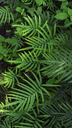 阿泰ATAI动态视觉采集到草本植物背景