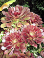 3．黑法师(Aeonium arboreum cv.Atropurpureum)
    景天科莲花掌属植物。原种莲花掌产于加那利群岛，黑法师是莲花掌的栽培品种。茎高1米，分枝多。叶在茎端和分枝顶端集成莲座叶盘，叶盘直径可达20厘米，叶黑紫色，在光线暗淡时泛绿色，叶顶端有小尖，叶缘有睫毛状纤毛。花集成大的总状花序，小花黄色，花后通常植株枯死。
    这是一个叶色美丽而特殊的栽培品种，不但应作为标本收集，一般家庭也可栽培。特别是用它和其他景天科多肉植物一起组装盆景，观赏性倍增。
    可用肥沃又排