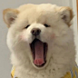 一组头像呀。​​​