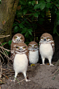 grumpygroup : group of burrowing owl youngsters :-)