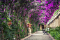 Empty benches on tunnel - shaped pergola in garden