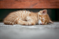 Cat, Kitten, Cute, Sleeping, Asleep, Redhead, Red, Pet