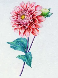 彩铅 大丽花 手绘