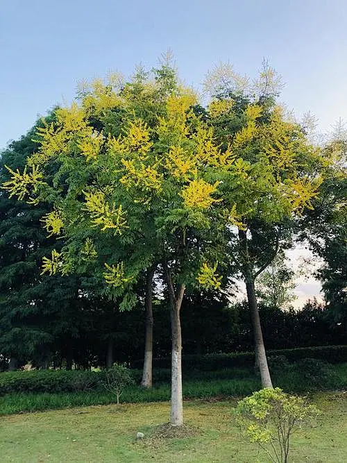 栾树的搜索结果_百度图片搜索-花瓣网