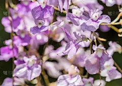 紫兰花(Ionopsis Utricularioides)的摘要图案。