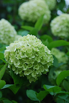 草木不成精采集到花开花落