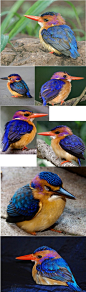 向鸟儿学习色彩
【粉颊小翠鸟African Pygmy-kingfisher】身长约12cm，分布于非洲中南部地区。第一次看到就被它艳丽的颜色和很拽的小眼神吸引，虽然圆滚滚的很可爱，但是依然像不厚道的问一句：小家伙，你吃这么胖，还飞得动么？


