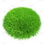草,切片食物,部分,未来,自然,草地,绿色,枝繁叶茂,无人,草坪