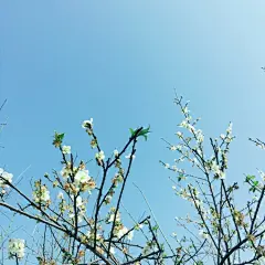 #香雪公园# 赏梅 2广州·萝岗区 ​​​​