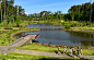 2021 ASLA通用设计类荣誉奖：杜克大学雨水池塘，达勒姆 / Nelson Byrd Woltz Landscape Architects : 创造社会空间，促进人与水的接触，同时减轻市政系统的负担