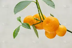 室内种植的柑桔类植物Calamondin (Citrofortunella microcarpa, 