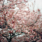 always back to the sakura (spring fling #10) | Flickr – 相片分享！