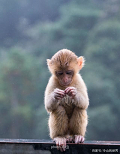 呵呵神采集到猴子