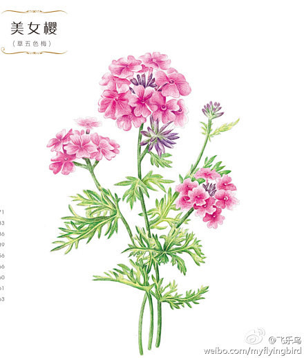 #飞乐鸟作品#《花之绘Ⅳ》—用画笔开创最...