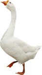 鸭子