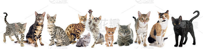 群猫