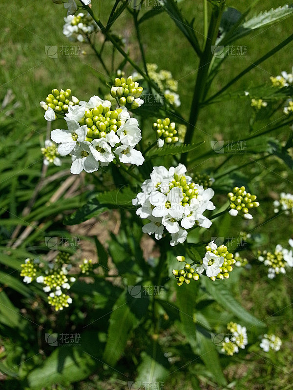 辣根芽和花