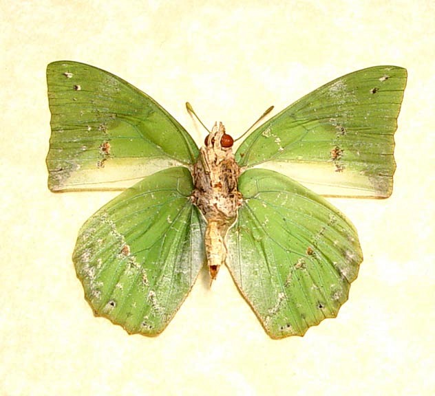 Charaxes eupale vers...