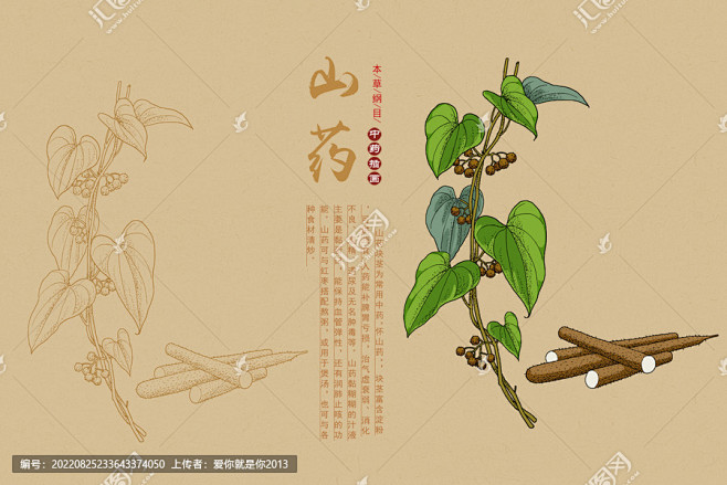 山药 淮山 手绘山药 药材 手绘值物花草...