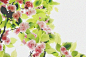 樱花季：樱花纷飞时