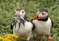2020年“喜感野生动物摄影奖”（Comedy Wildlife Photography Awards）入围作品精选~
-
more：comedywildlifephoto.com