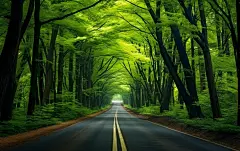 公路两边的绿植树木壁纸