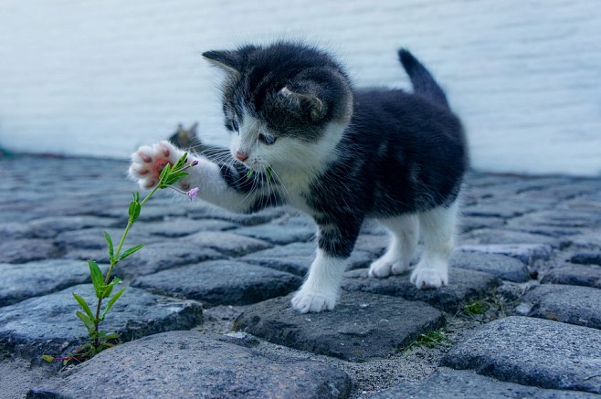 cat-2536662_960_720....