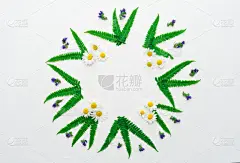 叶子,甘菊,花环,紫色,蕨类,野花,贺卡,古典式,生日,白色