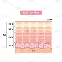 健康皮肤表皮皮肤结构皮肤图美容学