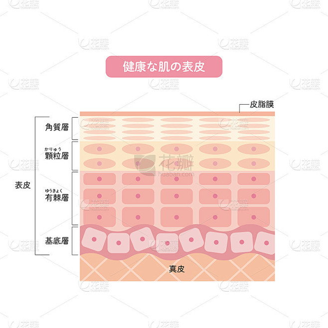 健康皮肤表皮皮肤结构皮肤图美容学