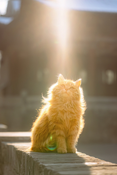 林木亦森采集到猫猫狗狗