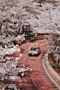 Cherry blossom, sakura, blossom and bloom HD photo by Carlos Quiapo (@qarloscuiapo) on Unsplash : Download this photo in Minato, Japan by Carlos Quiapo (@qarloscuiapo)