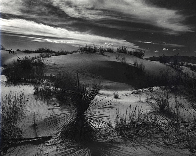 Yucca and Dunes, Whi...