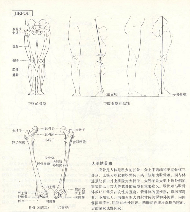 人体造型基础——人体局部解剖 - 水木白...