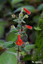 艳斑苣苔 Kohleria bogotensis
苦苣苔科  艳斑岩桐属