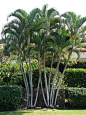 Areca Palms ~ Want for the front yard: 