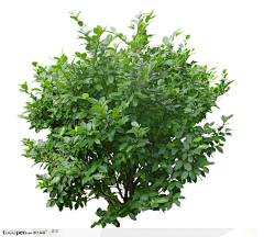 久智道迟仙人采集到植物
