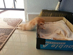 金钗yuki采集到萌猫