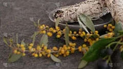 干白鼠尾草涂抹棒，放松和芳香疗法。在精神神秘仪式，草药治疗，瑜伽或气场清洁中沾污。神秘仪式和算命的基