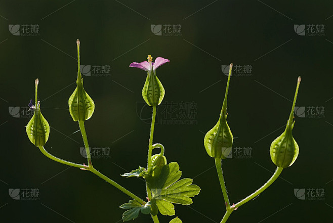 均衡的花