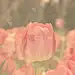 花园郁金香五彩缤纷的背景纹理