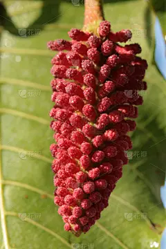 欧洲赤松,开饭铃,无人,红色,垂直画幅,泰国,图像,叶子,多年生植物,树
