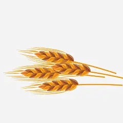 矢量模型小麦_新图网 https://ixintu.com 麦子 粮食 农作物 手绘 麦穗